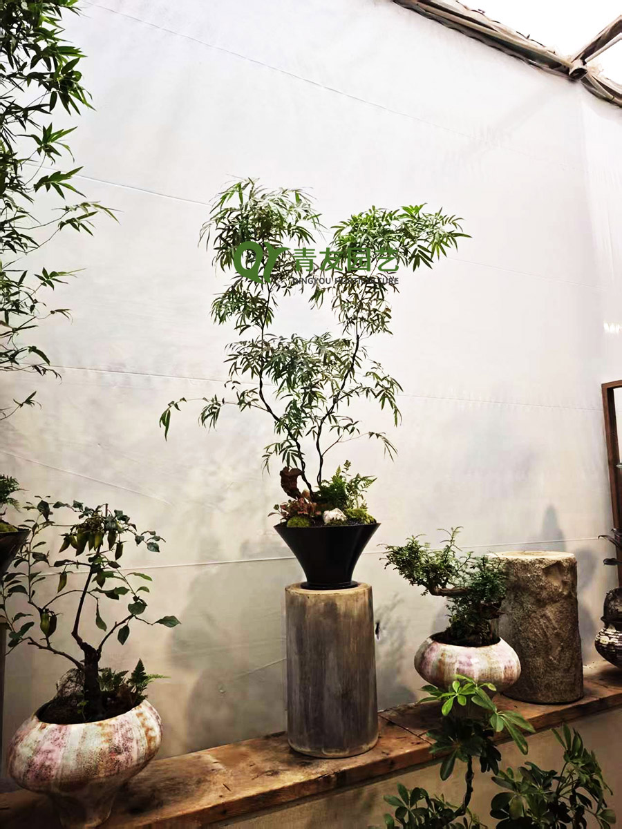 室内展示空间盆景绿植造景案例项目现场图片