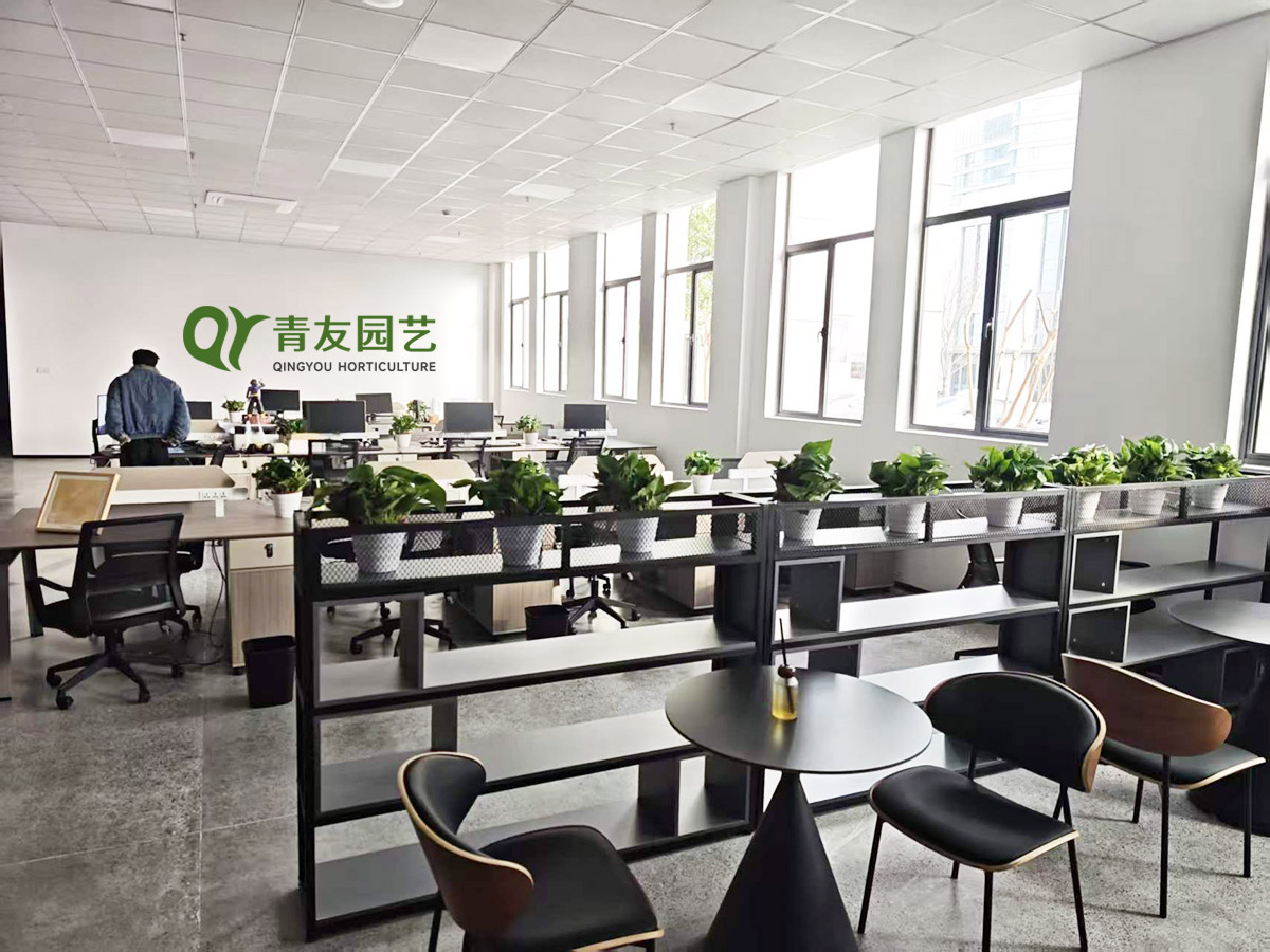 办公休闲区桌面绿植布置案例项目现场图片