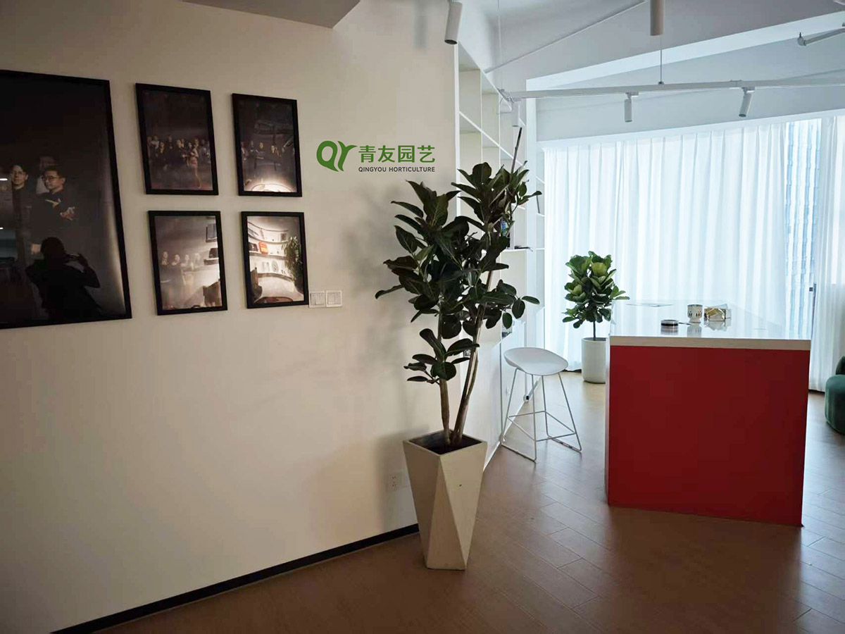 企业前台角落绿植布置案例项目现场图片