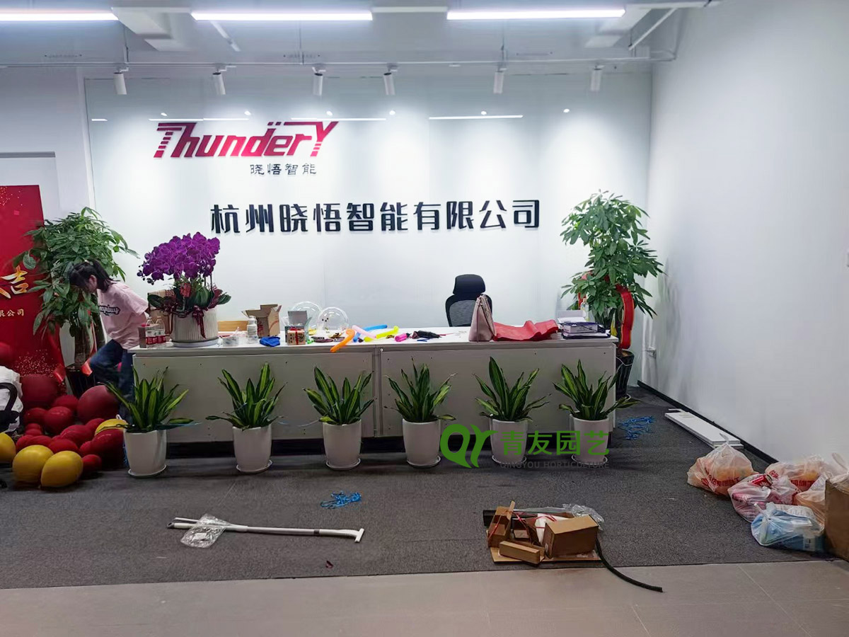 企业前台形象升级绿植案例项目现场图片