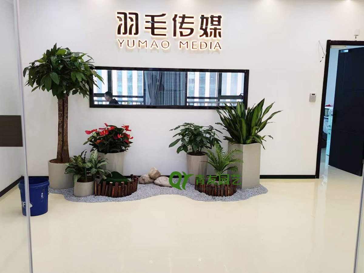 传媒公司前厅组合绿植案例项目现场图片