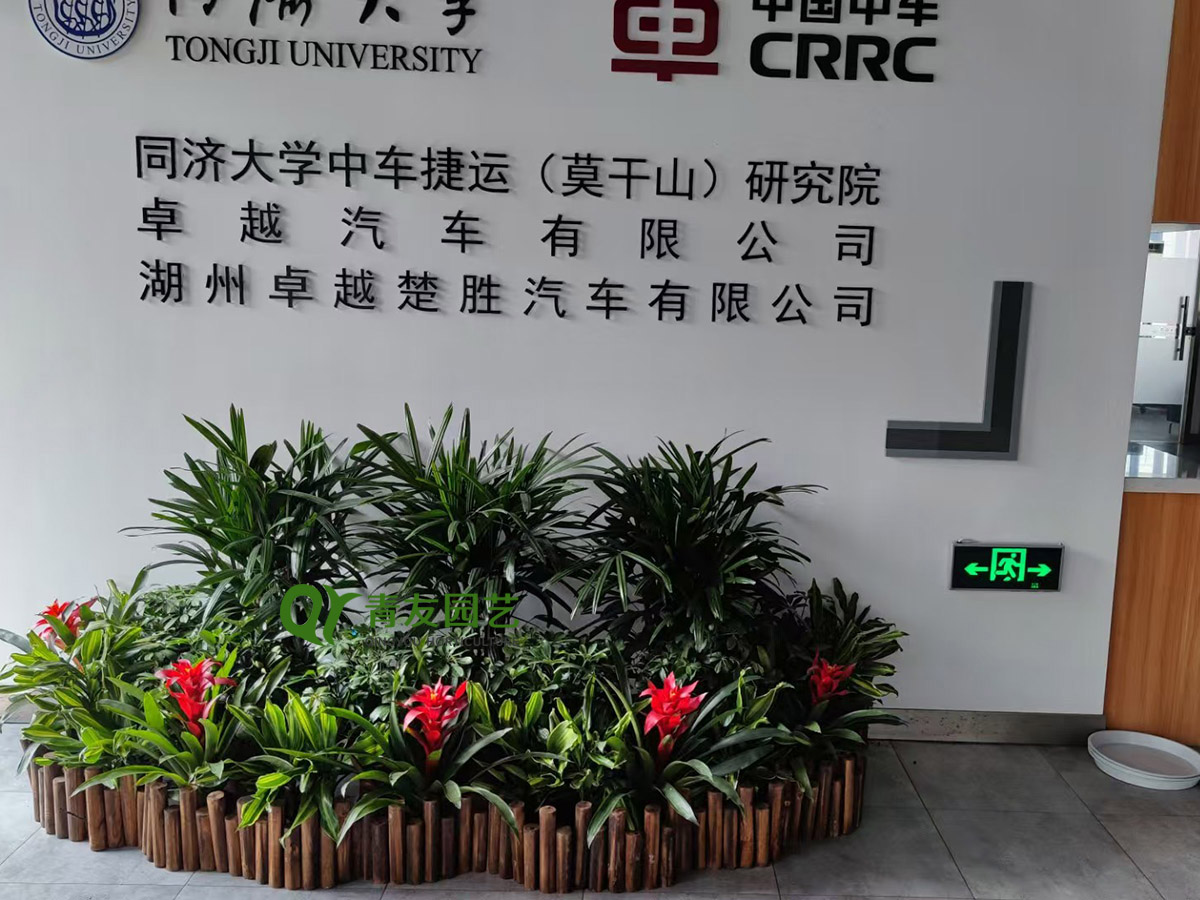 企业大厅低矮景观绿植案例项目现场图片