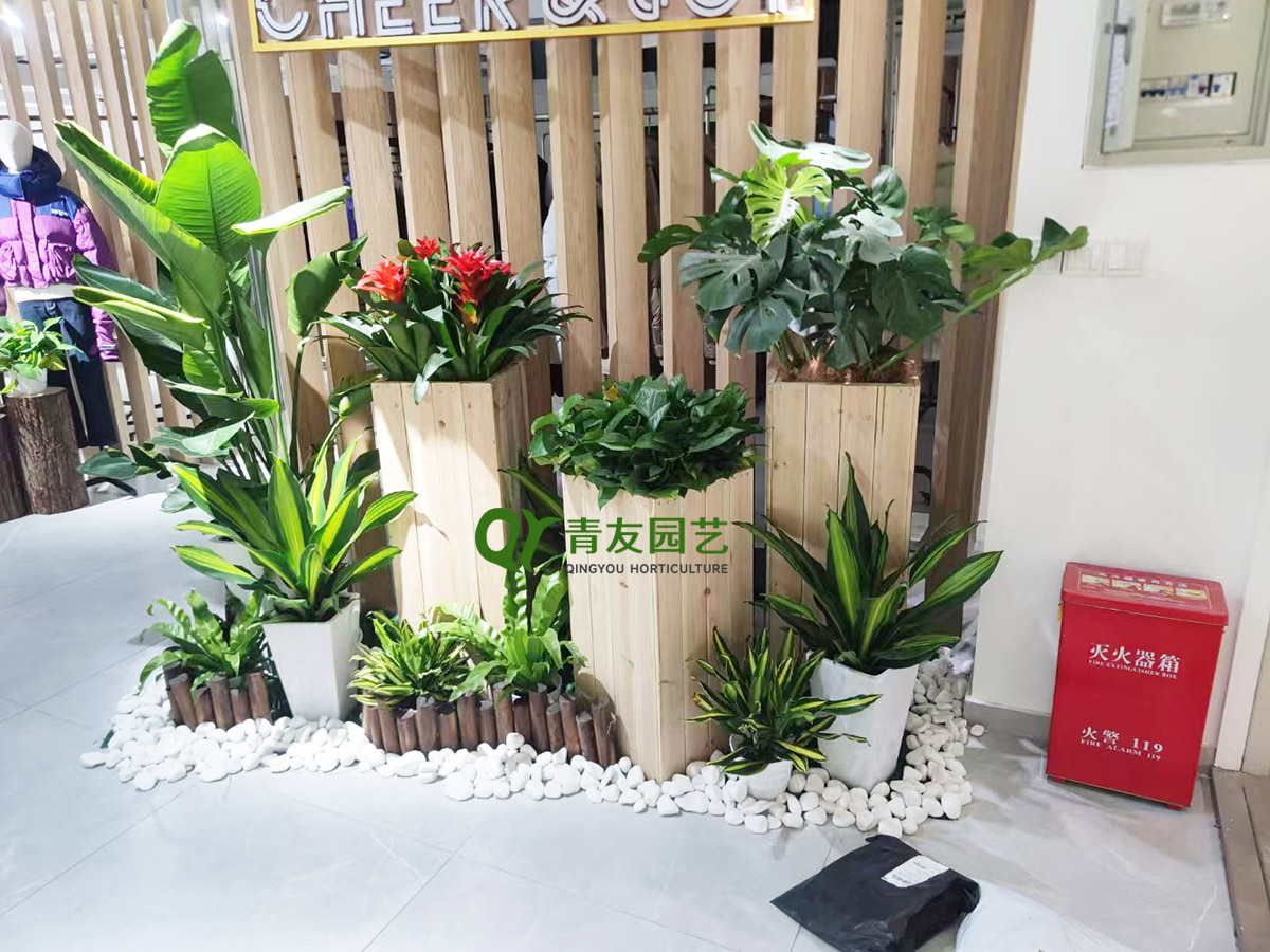 商业空间入口组合绿植案例项目现场图片