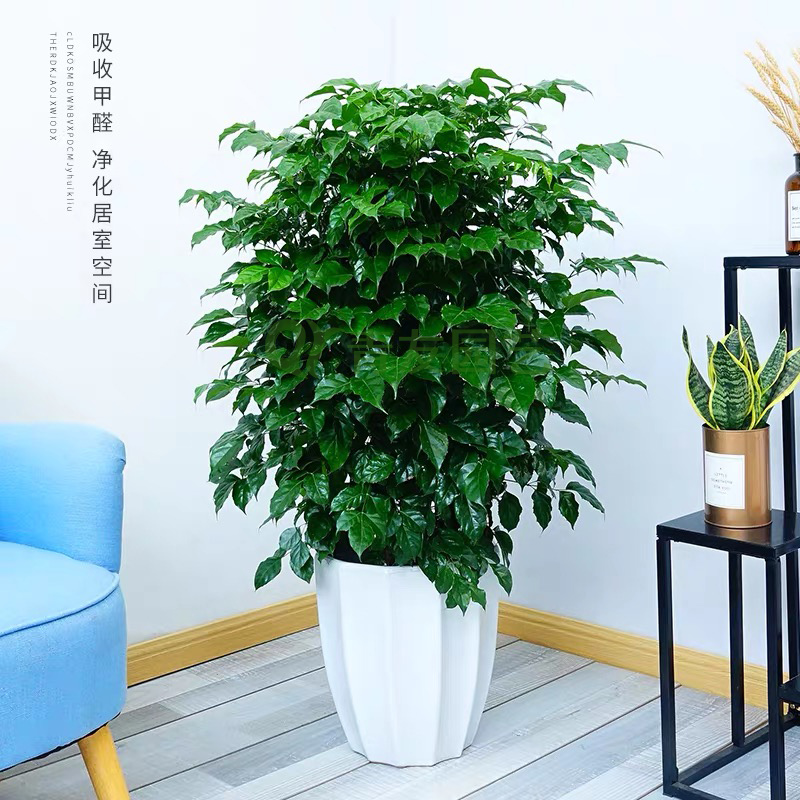 多枝绿宝-1