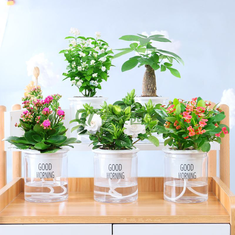  组合盆栽041-水培绿植组合